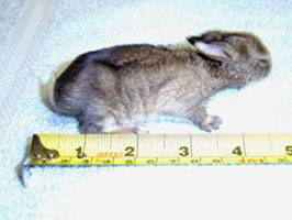 rabbit 1 - 2 days old