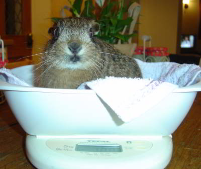 leveret being weighed in kitchen scales