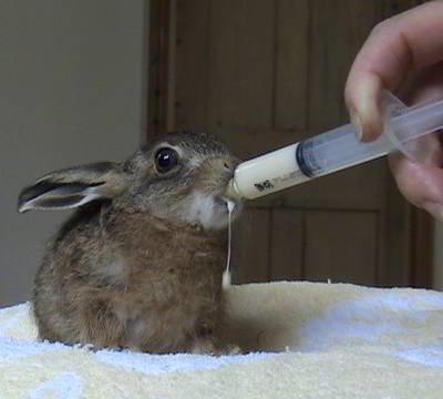 leveret being hand fed